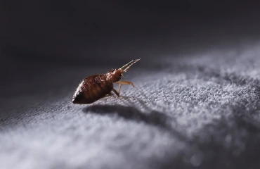 Bed Bug Treatment Auckland