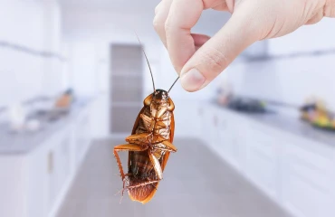 Cockroach Control Auckland