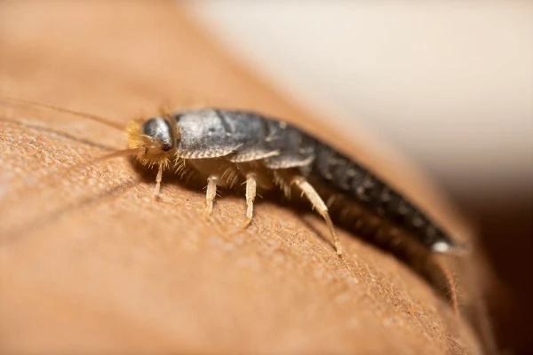 Silverfish Control Auckland