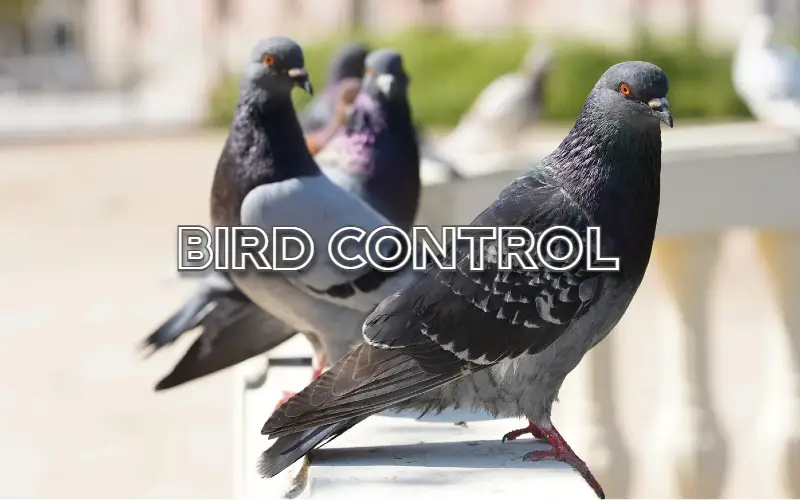 Bird Control