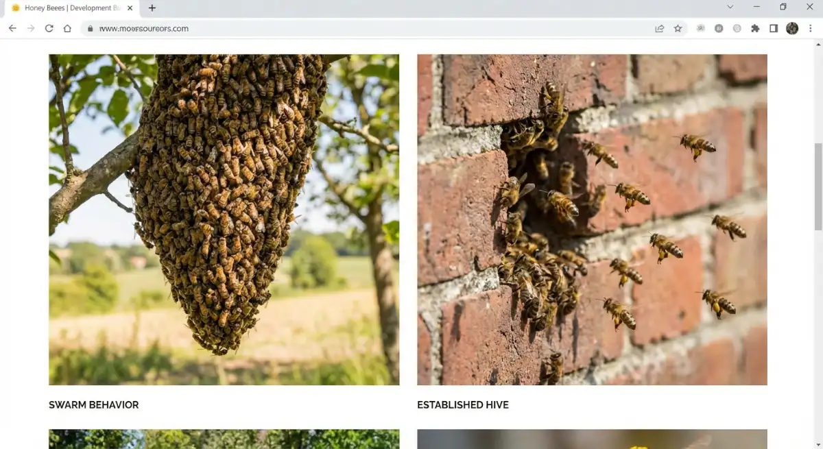 Distinguishing between a bee swarm on a branch and an established bee hive in a wall