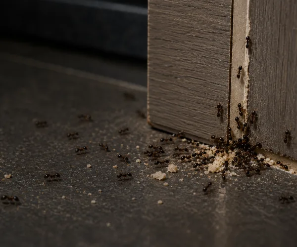 Ant infestation along a dark kitchen baseboard in Auckland