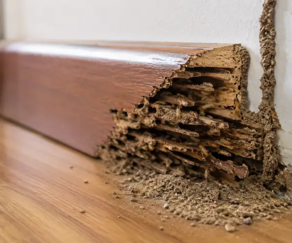 Termite infestation damage in timber inside an Auckland property