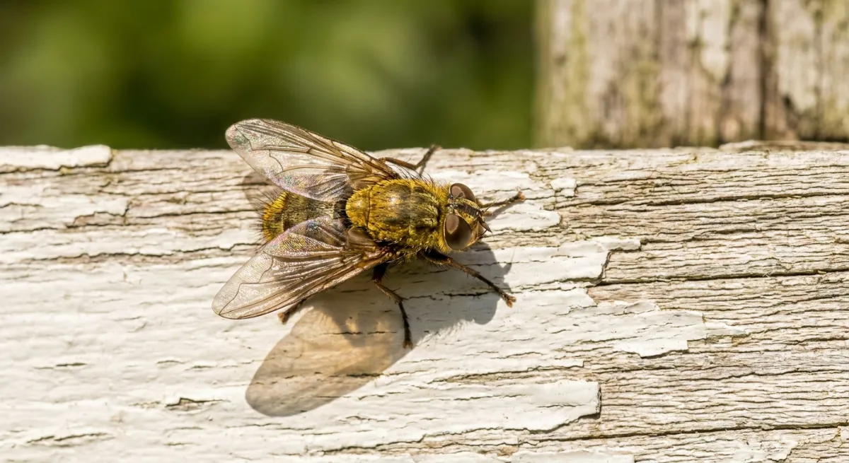 Close-up of a cluster fly resting on exterior weatherboards of a Franklin home
