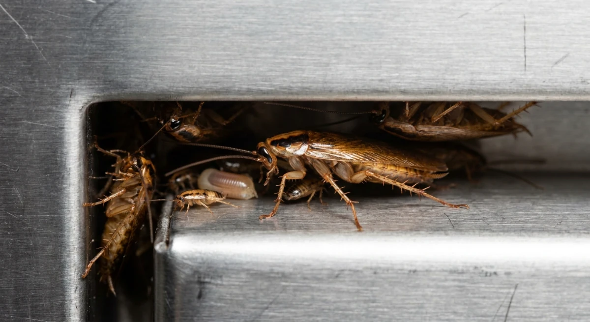 Close up of a German cockroach nest in a commercial kitchen