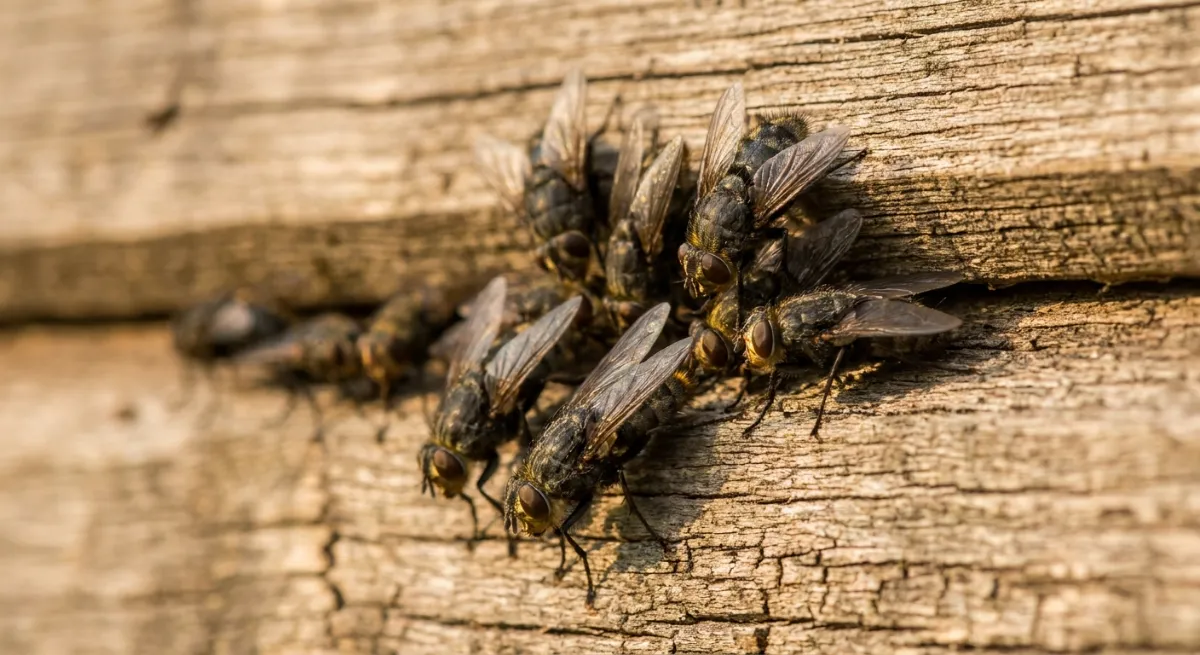 Cluster flies congregating on a rural wooden wall in the sun