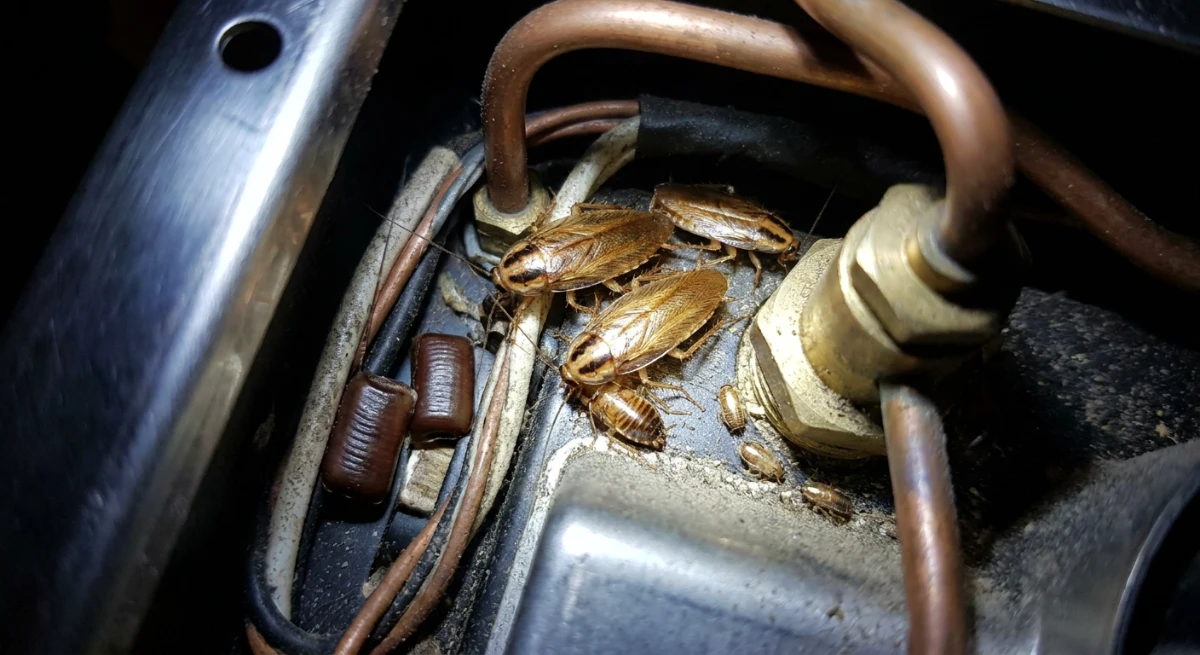 German cockroach infestation inside an office coffee machine