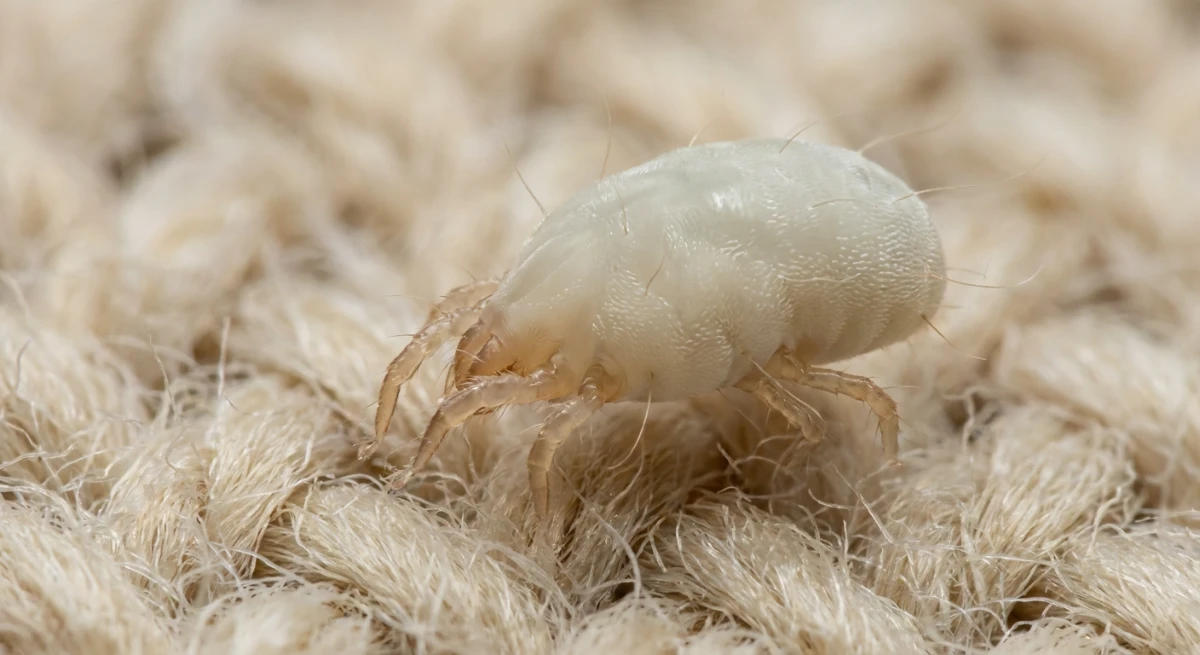 Microscopic macro view of a dust mite clinging to carpet fibers