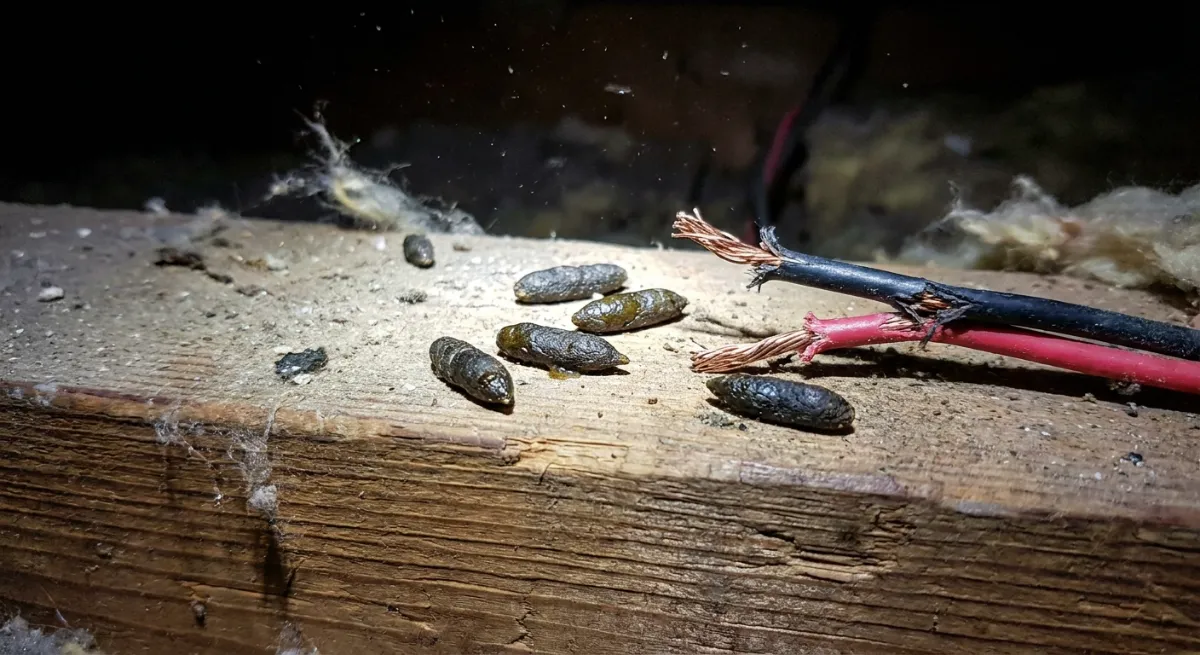 Roof rat droppings and chewed wiring in a commercial ceiling void
