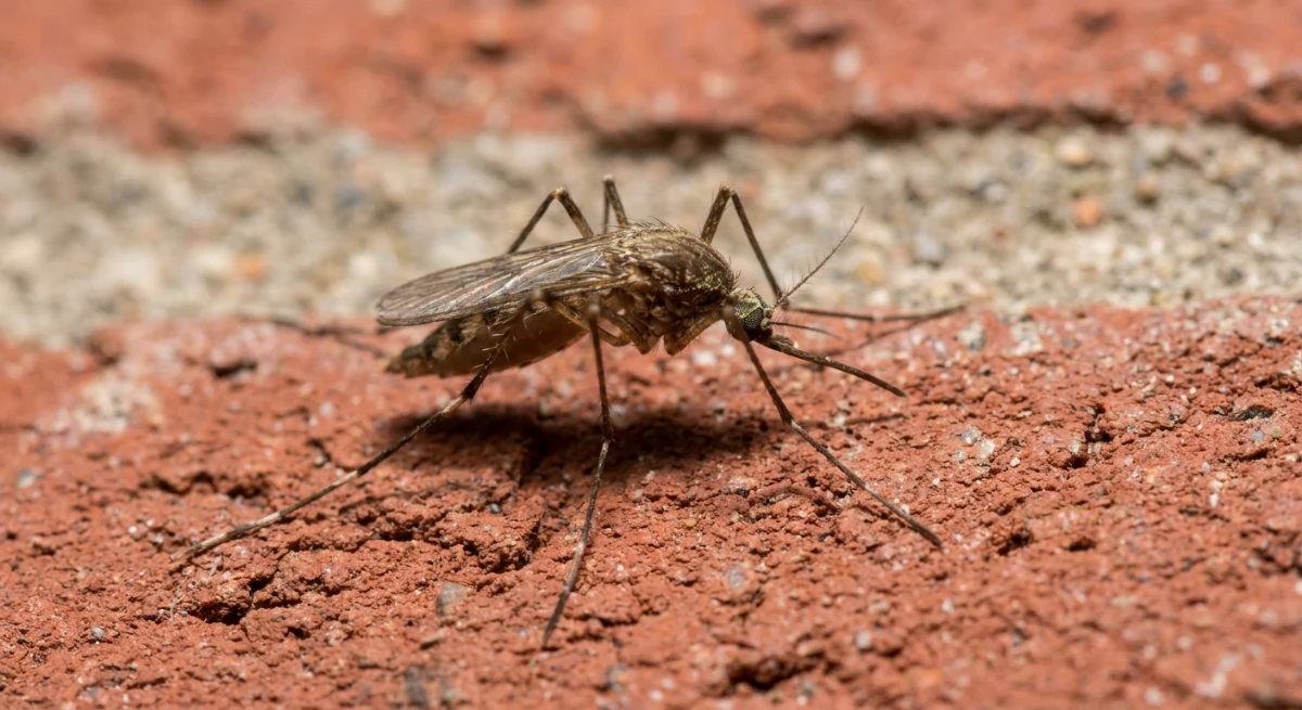 Adult mosquito resting on a commercial building wall