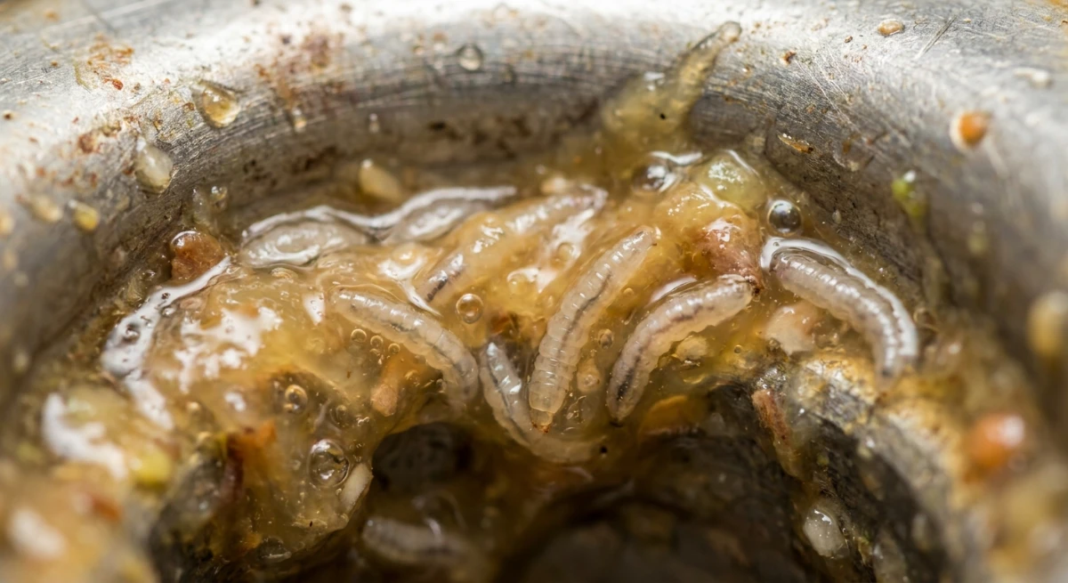 Macro view of organic biofilm and fruit fly larvae inside a dirty kitchen drain pipe